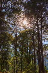 fresh green pine on sky background