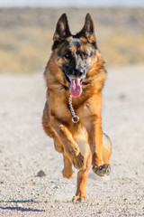 Dog