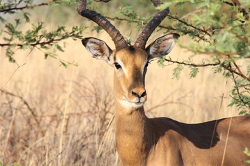 Impala