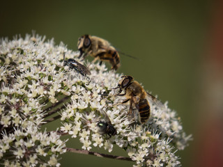 Wilder Kümmel, auch mit Insekten