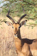 Impala
