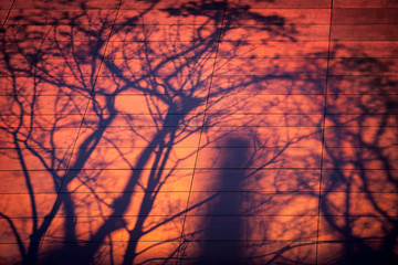 shadow of tree on the wall on sunset sky