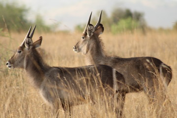 Water bucks