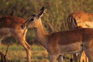 Impala