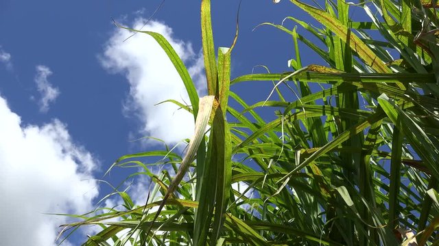 Sugar cane plantation (Saccharum officinarum). Cuba