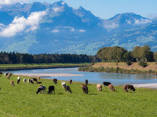 Weide am Rhein inVorarlberg