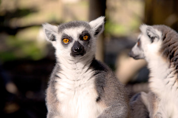 Close up portrait of a cute ring tailed lemur on the blurred background. Copy space for text.