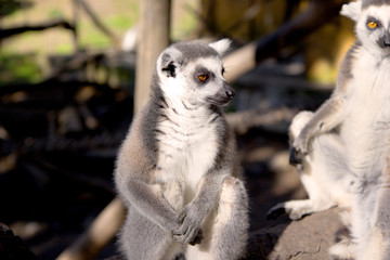 Fototapeta premium Close up portrait of a cute ring tailed lemur on the blurred background. Copy space for text.