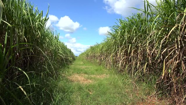 Sugar cane plantation (Saccharum officinarum). Cuba