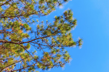 fresh green pine on sky background