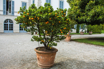 Mandarin Orange tree in garden of Villa Melzi Park famous landmark of Bellagio city on Lake Como, Italy. Lombardy region.