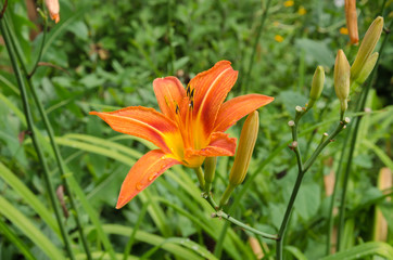 lily flower in the garden