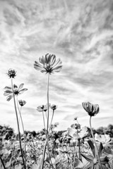 Fototapeta premium Black and white fine art of the cosmos flower