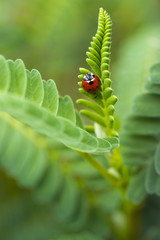 macro close up of clean simple red lady bug beetle in rich green fern background