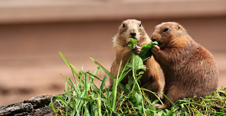 chipmunks meal