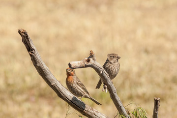 House Finch