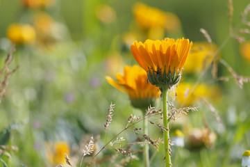 Yellow summer flowers