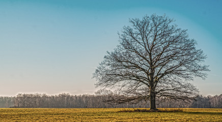 Old tree on a field