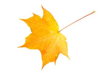 Fall leaf isolated on a white background. Herbarium series.