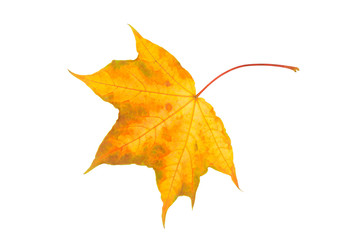 Fall leaf isolated on a white background. Herbarium series.