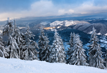 Pine trees in snow in mountains in winter on sky background