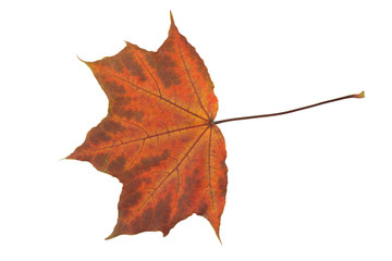 Fall leaf isolated on a white background. Herbarium series.