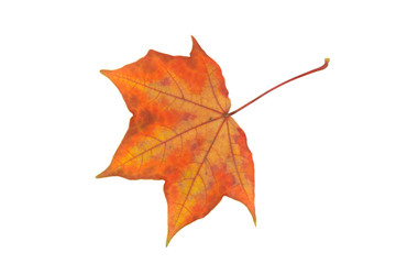 Fall leaf isolated on a white background. Herbarium series.