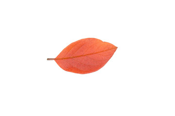 Fall leaf isolated on a white background. Herbarium series.