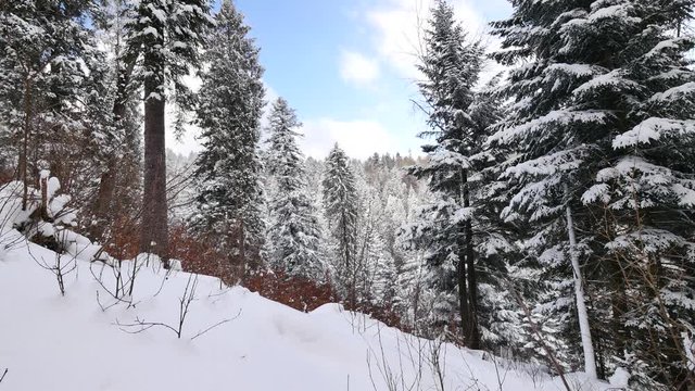 Beautiful winter in the woods.