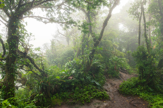 Fototapeta Deep in lush foggy rainforest