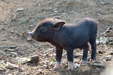 Baby pig with white socks