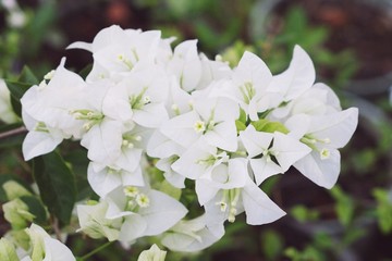 Fresh white Bougainvillea flower in the park