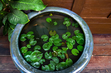 stone pot with leaves of water lilies