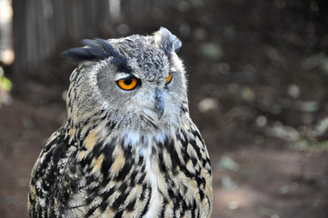 Old Owl