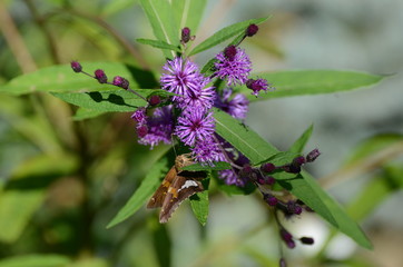 Ironweed, native plant