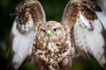 Common buzzard (Buteo buteo)