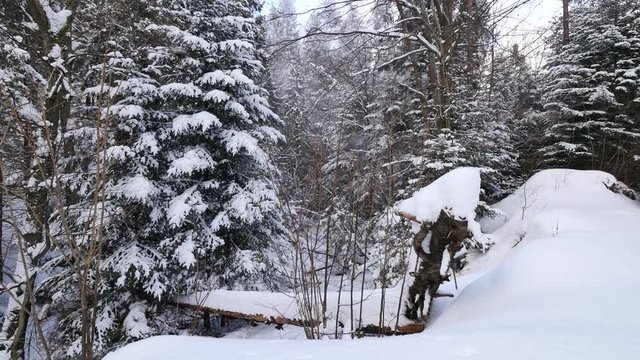 Beautiful winter in the woods.