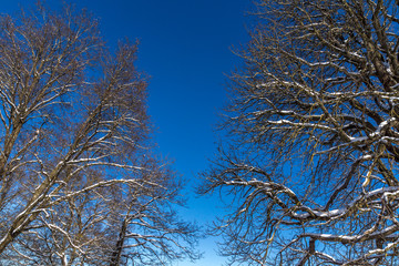 Schneebedeckte Baumkronen im Winter