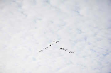 Swans flying wedge