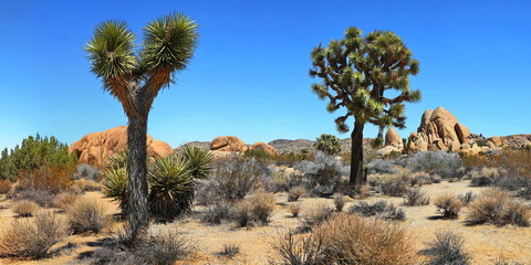 Joshua Tree