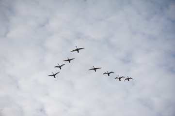 Swans flying wedge