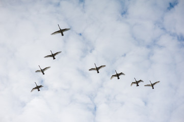 Swans flying wedge