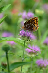 Garden Fritillary Butterfly