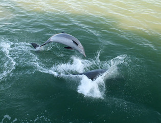 Dolphin / Dolphins