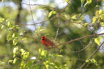 Red Bird, Male Cardinal