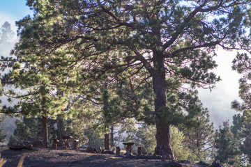 High clouds over pine forest on Tenerife