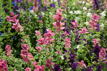 pink Salvia in the garden