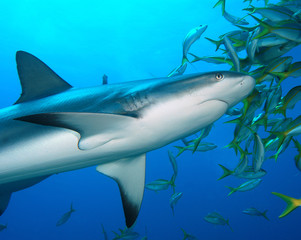 tiburones de arrecife en Bahamas