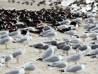 Fototapeta premium Seabirds Seagulls and Oytercatchers