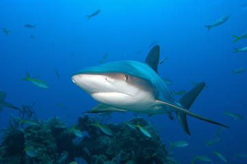 Fototapeta na wymiar tiburones de arrecife en Bahamas